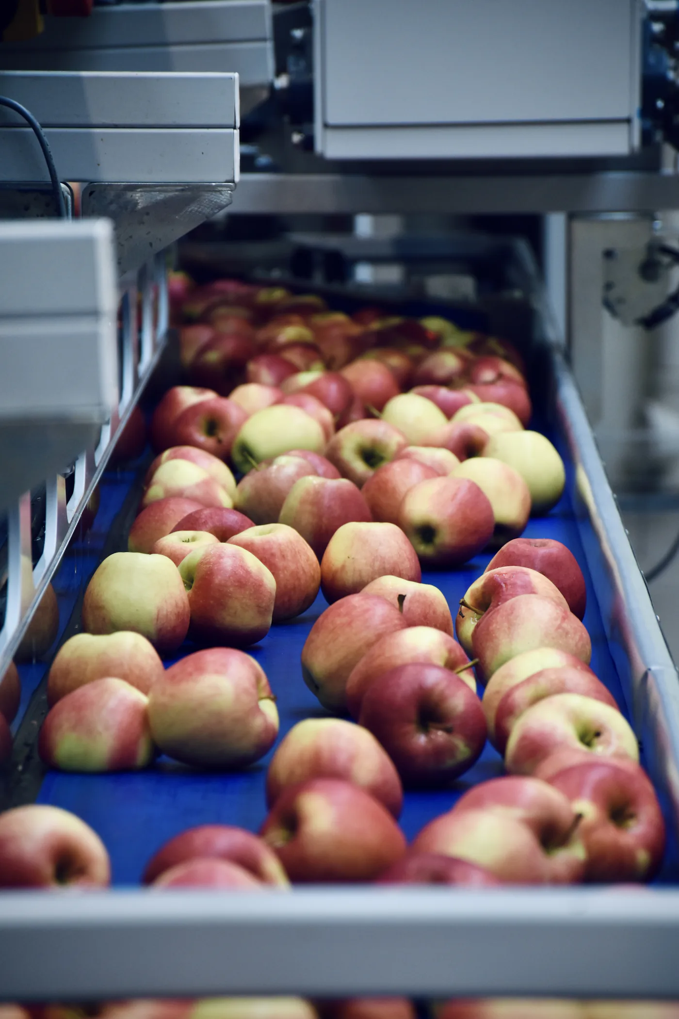 Apples moving along a packing line